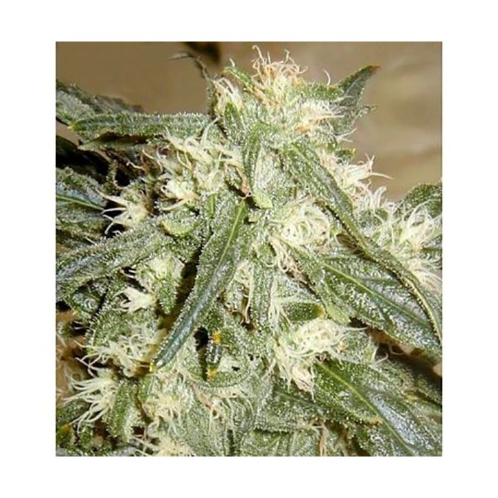 Northern Light Autofloreciente Feminizada de Bulk Seeds Bank