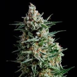 Nba Diesel Autofloreciente Feminizada de Bulk Seeds Bank