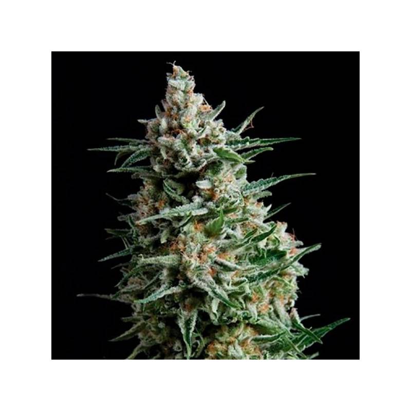 Nba Diesel Autofloreciente Feminizada de Bulk Seeds Bank