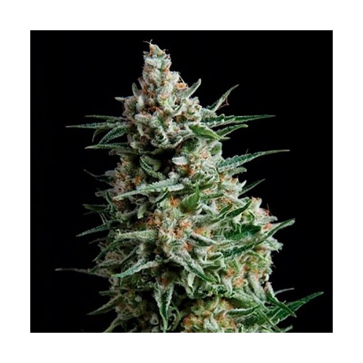 Nba Diesel Autofloreciente Feminizada de Bulk Seeds Bank