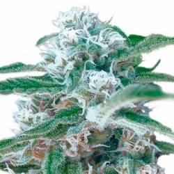 Og Kush Autofloreciente Feminizada de Bulk Seeds Bank