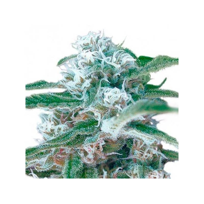 Og Kush Autofloreciente Feminizada de Bulk Seeds Bank