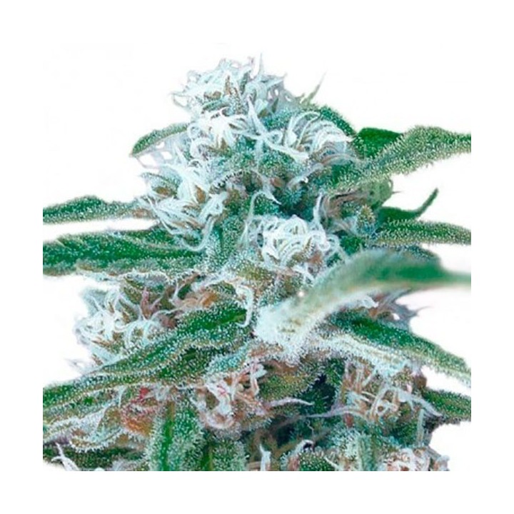 Og Kush Autofloreciente Feminizada de Bulk Seeds Bank