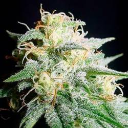 Perfect Power Plant Autofloreciente Feminizada de Bulk Seeds