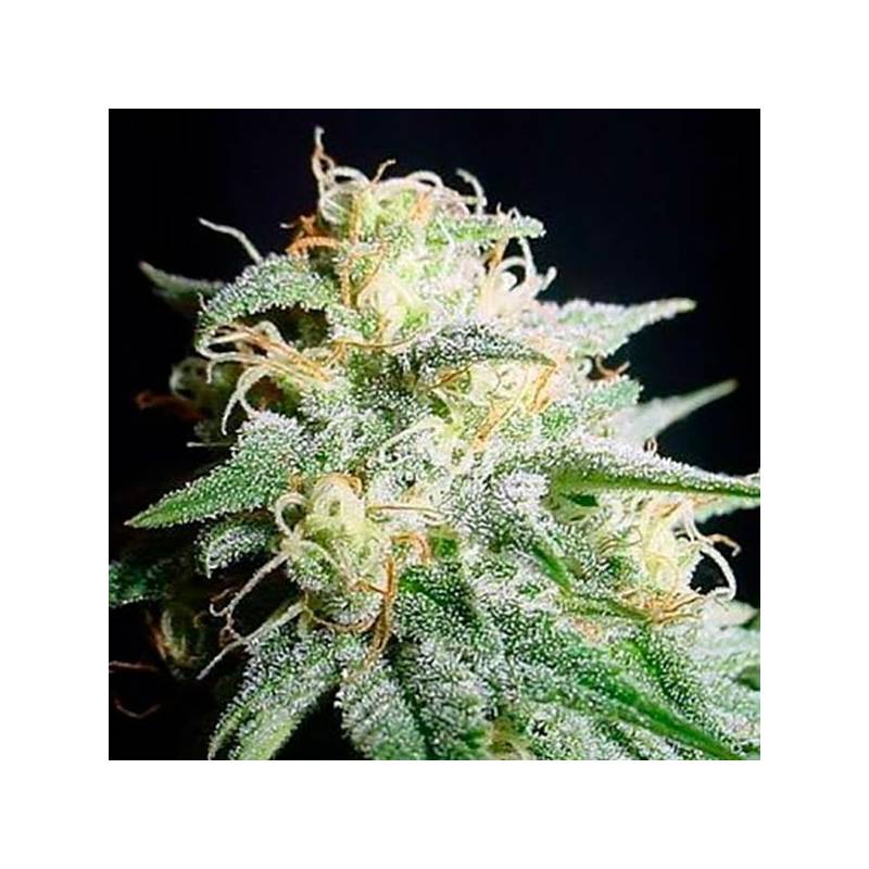 Perfect Power Plant Autofloreciente Feminizada de Bulk Seeds