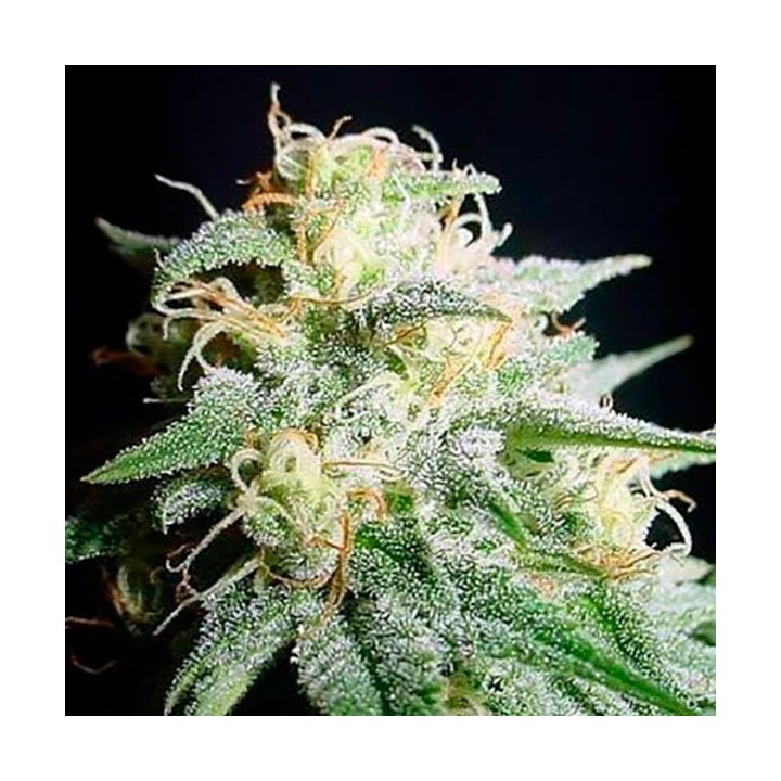 Perfect Power Plant Autofloreciente Feminizada de Bulk Seeds