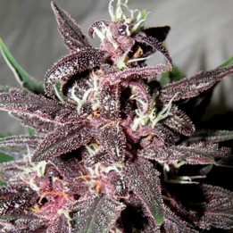 Purple Glam Kush Autofloreciente Feminizada de Bulk Seeds Bank