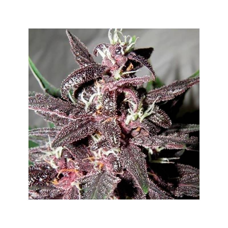 Purple Glam Kush Autofloreciente Feminizada de Bulk Seeds Bank