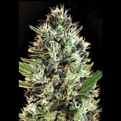 Somango Autofloreciente Feminizada de Bulk Seeds Bank