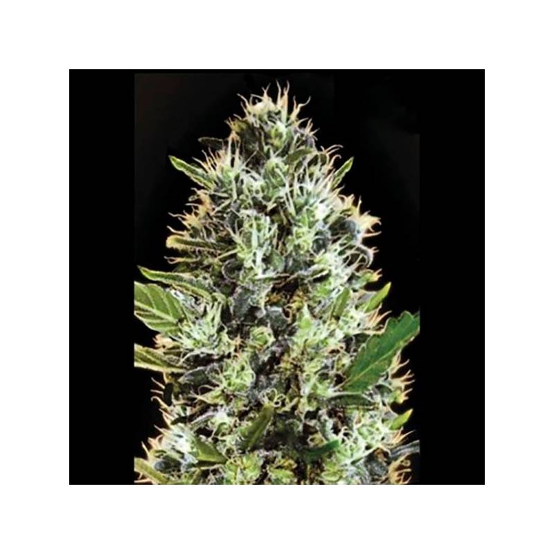 Somango Autofloreciente Feminizada de Bulk Seeds Bank