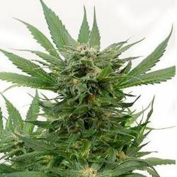 Sour Diesel Autofloreciente Feminizada de Bulk Seeds Bank