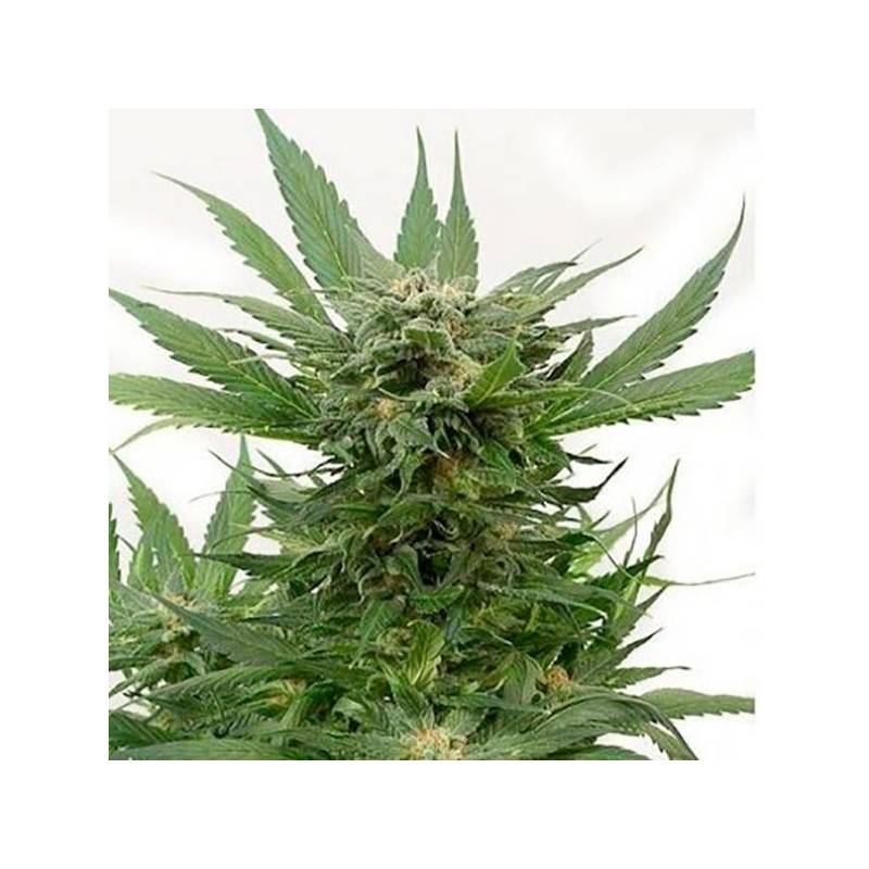 Sour Diesel Autofloreciente Feminizada de Bulk Seeds Bank