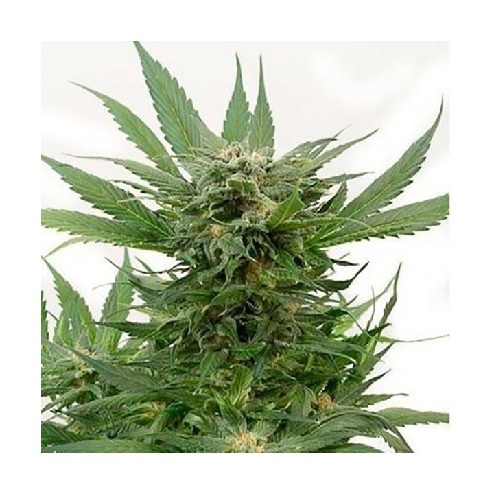 Sour Diesel Autofloreciente Feminizada de Bulk Seeds Bank