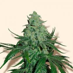 Super Skunk Autofloreciente Feminizada de Bulk Seeds Bank