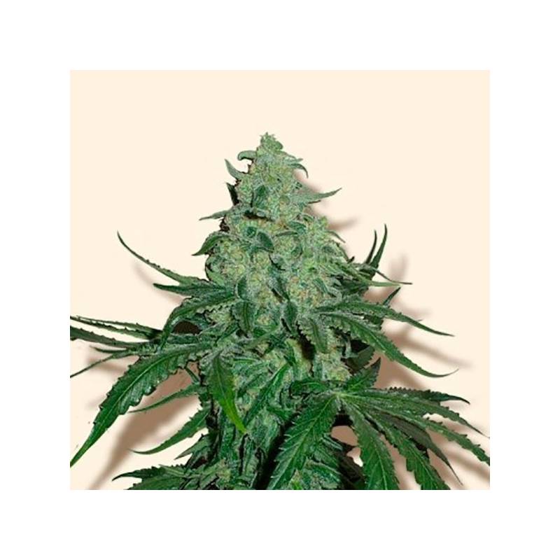 Super Skunk Autofloreciente Feminizada de Bulk Seeds Bank