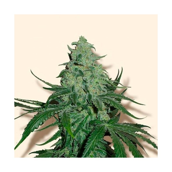 Super Skunk Autofloreciente Feminizada de Bulk Seeds Bank