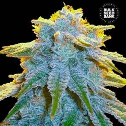 Sweet Tooth Autofloreciente Feminizada de Bulk Seeds Bank