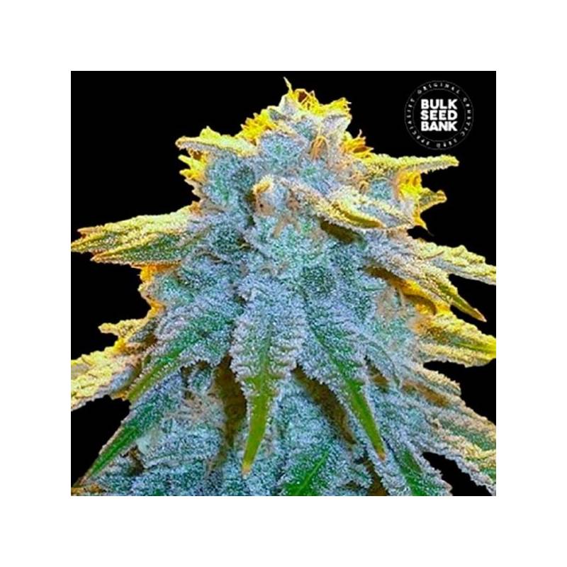 Sweet Tooth Autofloreciente Feminizada de Bulk Seeds Bank