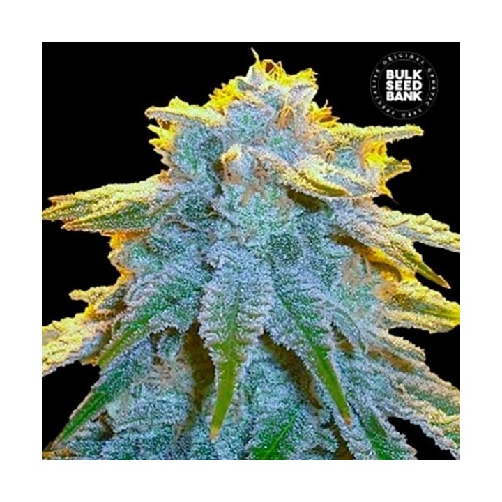 Sweet Tooth Autofloreciente Feminizada de Bulk Seeds Bank