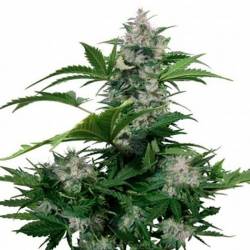 White Dwarf Autofloreciente Feminizada de Bulk Seeds Bank