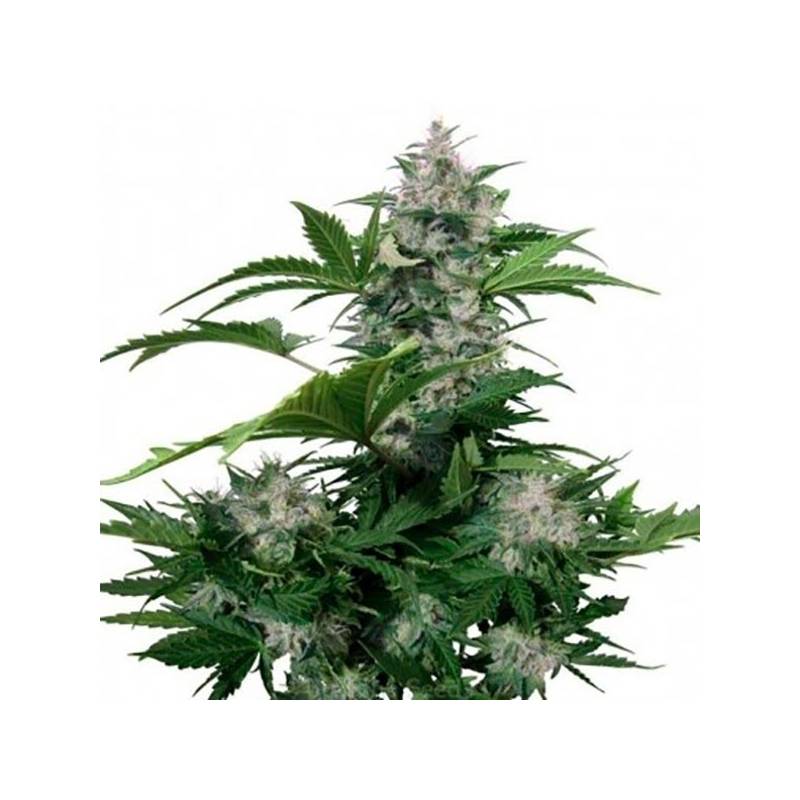 White Dwarf Autofloreciente Feminizada de Bulk Seeds Bank