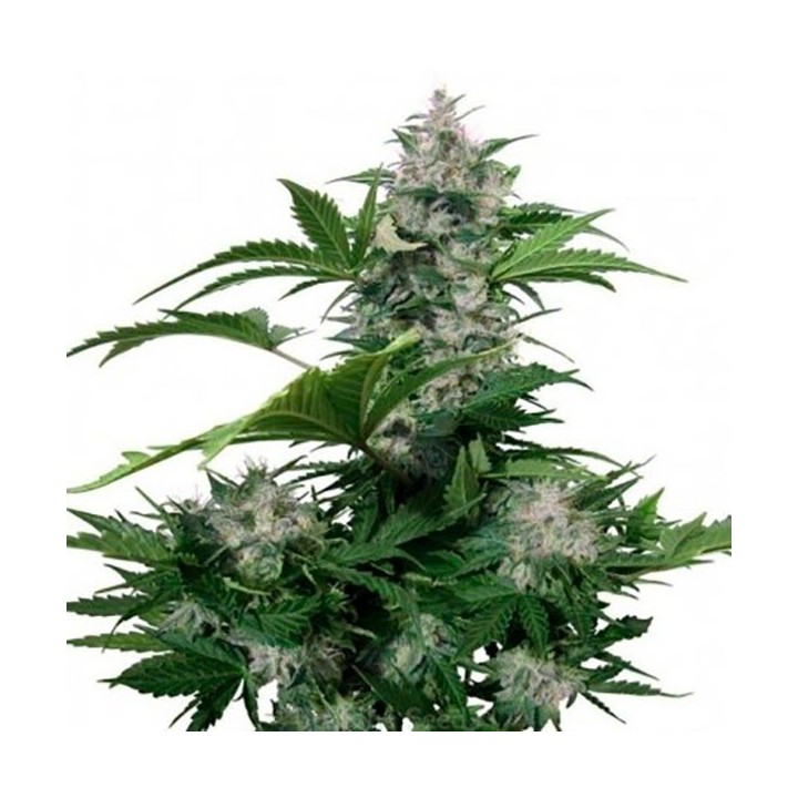 White Dwarf Autofloreciente Feminizada de Bulk Seeds Bank