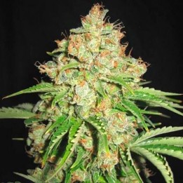 White Russian Autofloreciente Feminizada de Bulk Seeds Bank