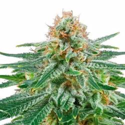 White Widow Autofloreciente Feminizada de Bulk Seeds Bank