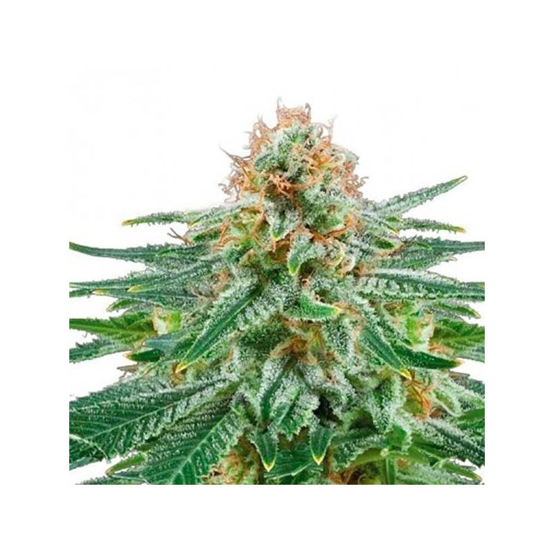 White Widow Autofloreciente Feminizada de Bulk Seeds Bank