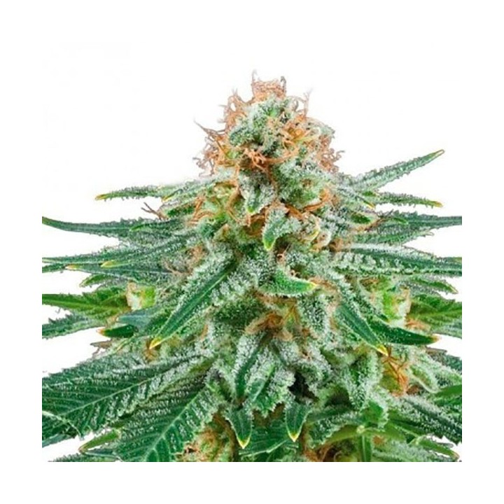 White Widow Autofloreciente Feminizada de Bulk Seeds Bank