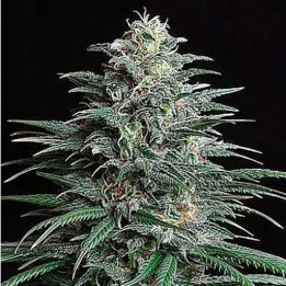 Bigger Bud Feminizada de Bulk Seeds Bank