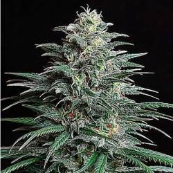 Bigger Bud Feminizada de Bulk Seeds Bank