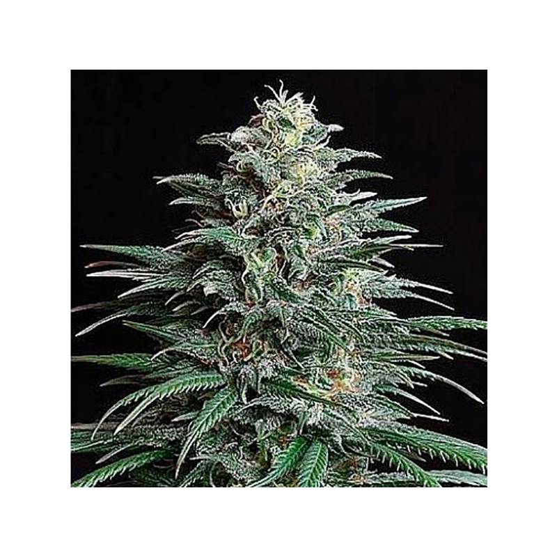 Bigger Bud Feminizada de Bulk Seeds Bank