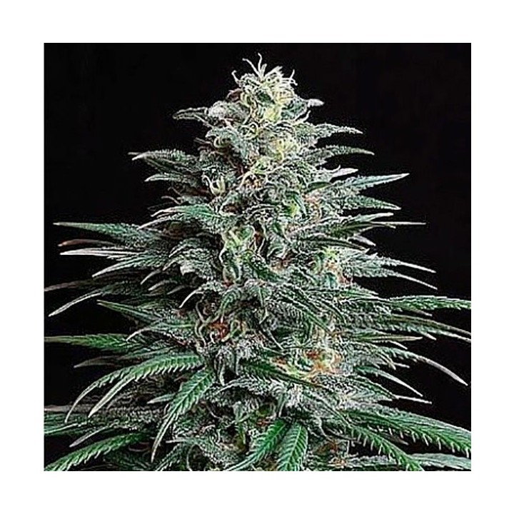 Bigger Bud Feminizada de Bulk Seeds Bank