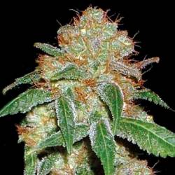 Dark Domina Feminizada de Bulk Seeds Bank