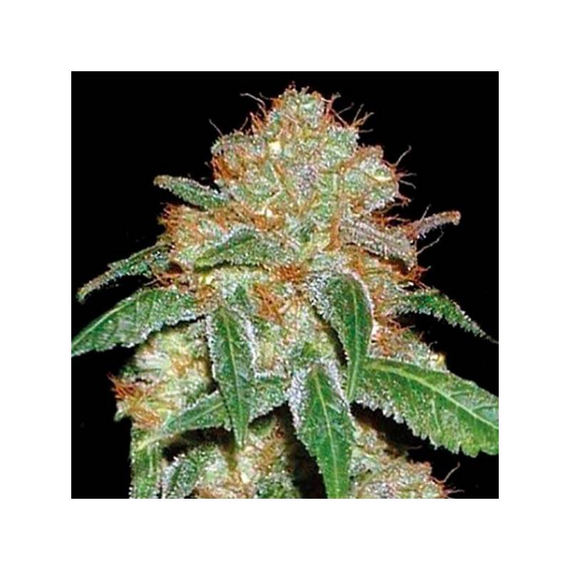 Dark Domina Feminizada de Bulk Seeds Bank Dark Domina Feminizada de Bulk Seeds Bank