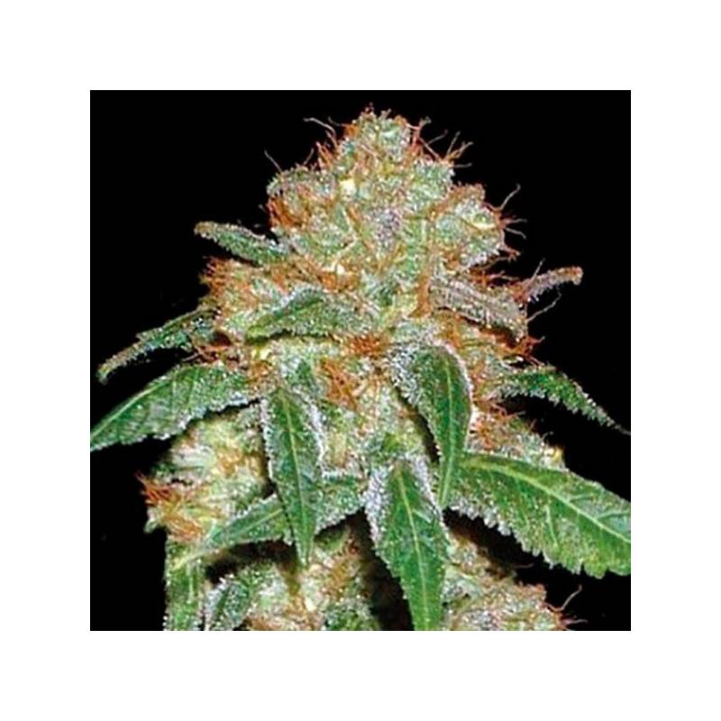 Dark Domina Feminizada de Bulk Seeds Bank