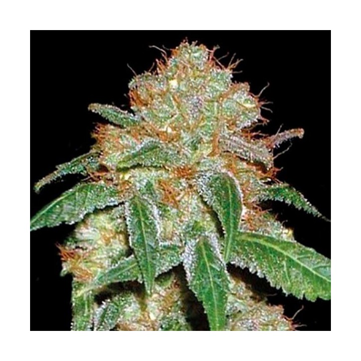 Dark Domina Feminizada de Bulk Seeds Bank