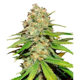 Blueberry Feminizada de Bulk Seeds Bank
