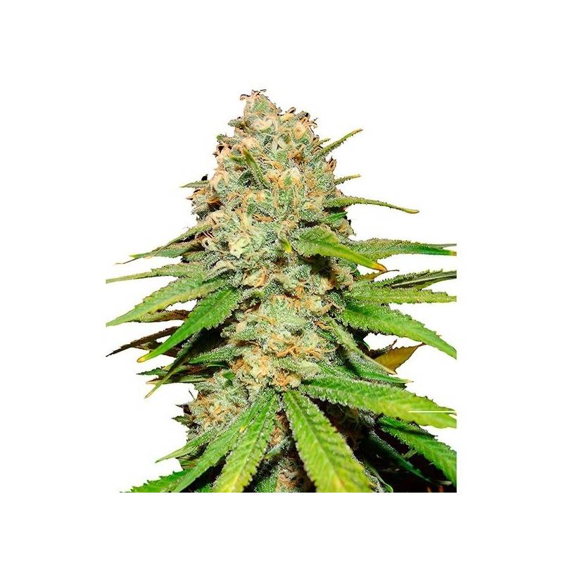 Blueberry Feminizada de Bulk Seeds Bank