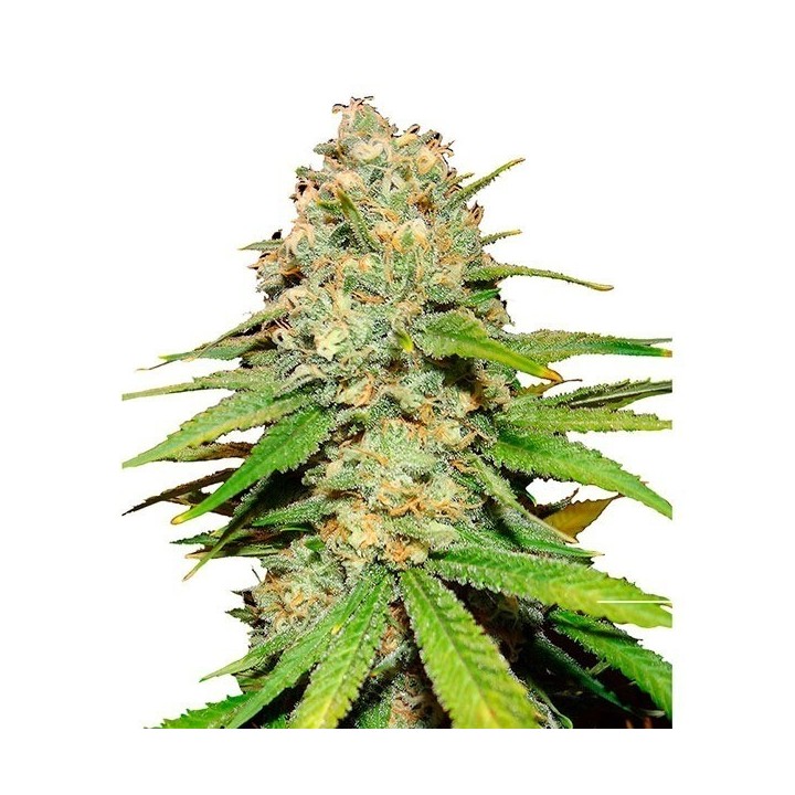 Blueberry Feminizada de Bulk Seeds Bank