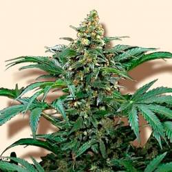 Bubblegum Extra Feminizada de Bulk Seeds Bank