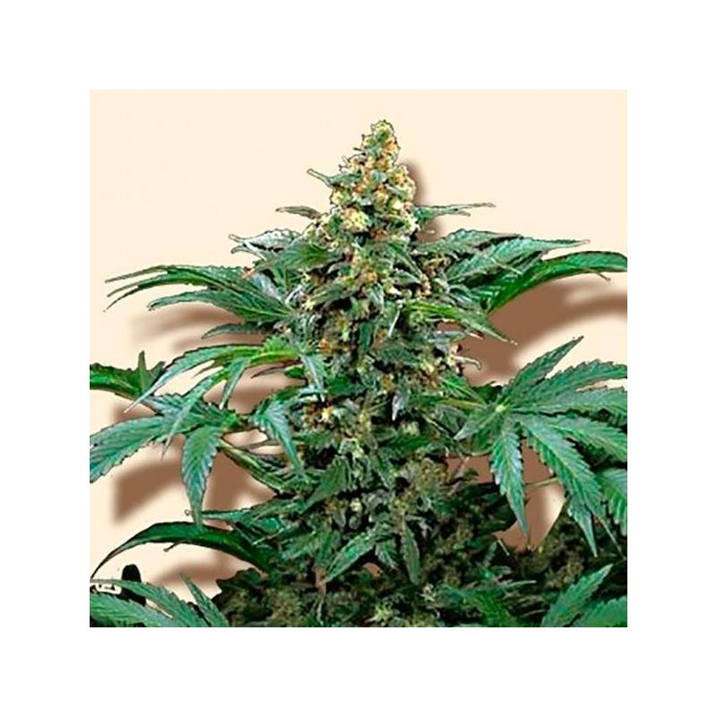 Bubblegum Extra Feminizada de Bulk Seeds Bank