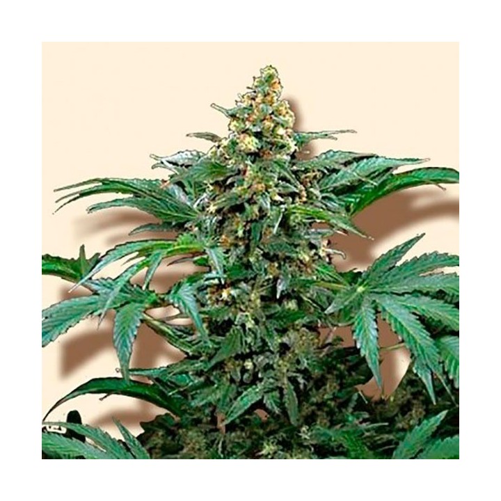 Bubblegum Extra Feminizada de Bulk Seeds Bank