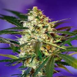 Fast Bud Autofloreciente Feminizada de Sweet Seeds