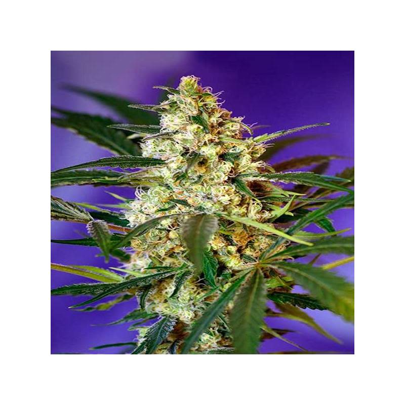 Fast Bud Autofloreciente Feminizada de Sweet Seeds