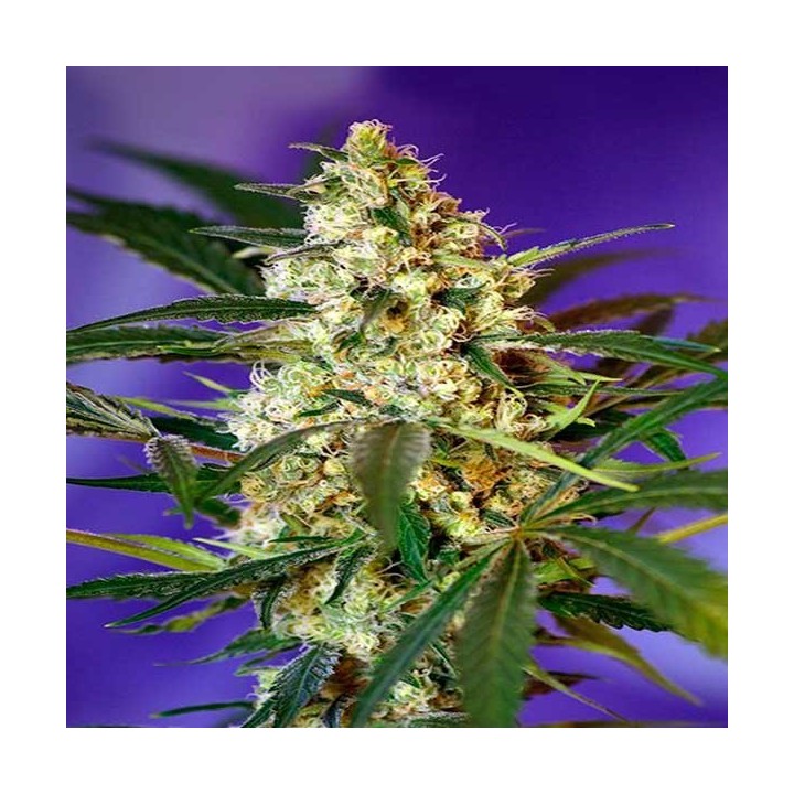 Fast Bud Autofloreciente Feminizada de Sweet Seeds