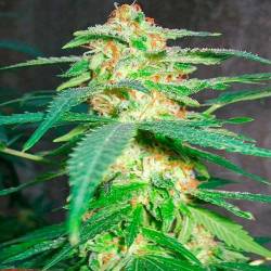 Green Poison Feminizada de Sweet Seeds