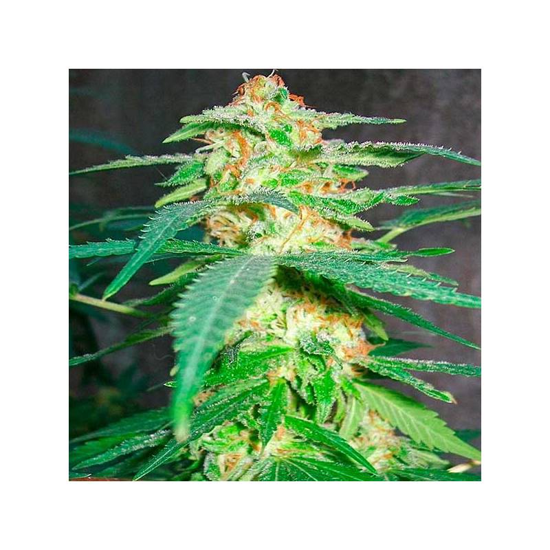 Green Poison Feminizada de Sweet Seeds