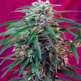 Green Poison Autofloreciente Feminizada de Sweet Seeds